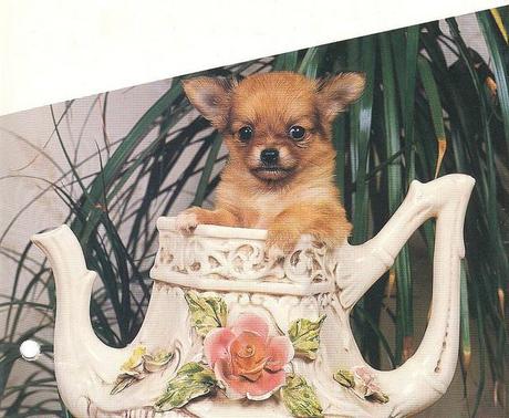 chihuahua Chihuahua Stocklist