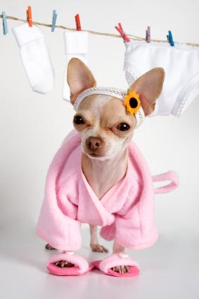 istock_000005854551xsmall Chihuahua Stocklist