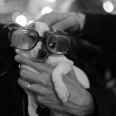 chihuahua5172 Chihuahua Stocklist