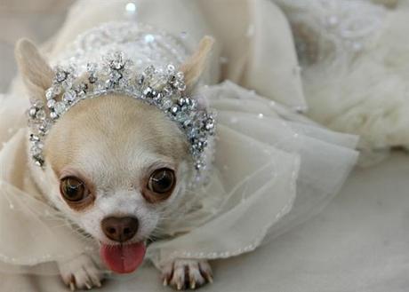 AF377CF3A1AC1580B0D3B1AA12A88 Chihuahua Stocklist