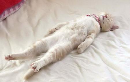 Sleeping As An Art Form Sleeping As An Art Form