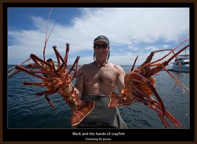 Rottnest-mark-crayfish