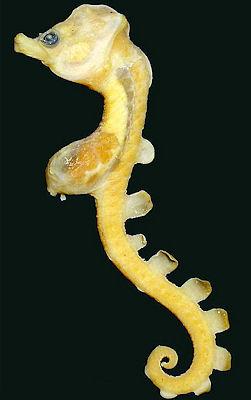 New Species Of Seahorse Found