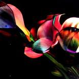 Calla Lily Light Painting Greeting Card