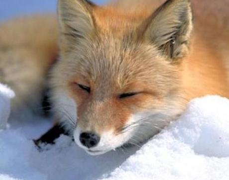 An Animal Fox
