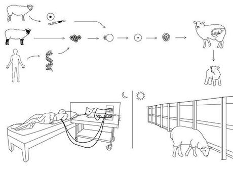 6_dialysis-sheepgraph Revital Cohen