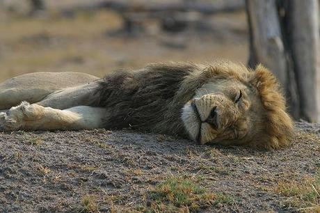 Sleeping lion, Botswana Where to honeymoon: September