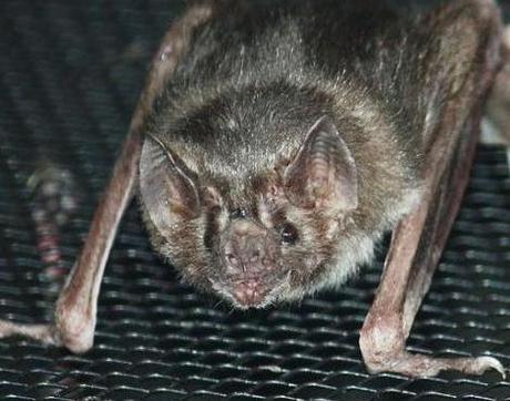 Vampire Bats Feeding. Vampire Bat