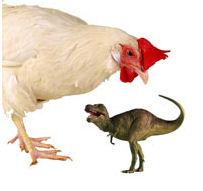 Chicken Is Tyrannosaurus Rex's Closes Living Relative