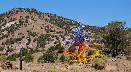 Painted Trees In The Mountains Of Colorado Painted Trees In The Mountains Of Colorado