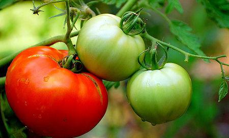 10 Everyday Fruits And Vegetables That Are Poisonous