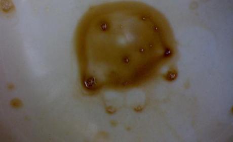Coffee Jellyfish (Ctenophora, Coffea canephora), Medusa (Pl. Meduse; Medusae) / Undrinkable Coffee Rests 16.III.2011