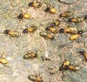 Termite Termite