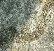 Termite Termite