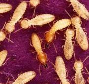 Termite Termite