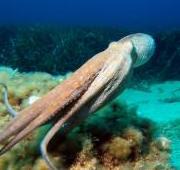 Octopus Octopus