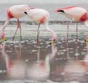 Flamingo Flamingo