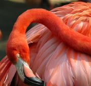 Flamingo Flamingo