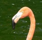 Flamingo Flamingo