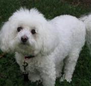 Bichon Frise Bichon Frise