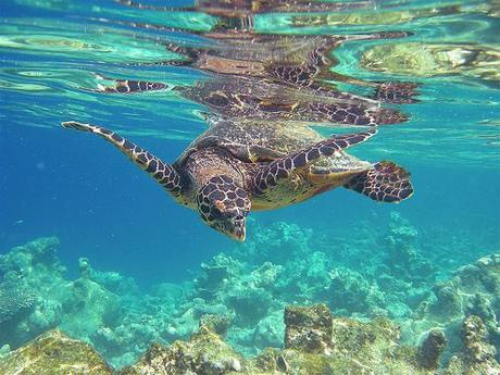 Hawksbill turtle, the Maldives Maldives honeymoon