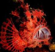Scorpion Fish Scorpion Fish