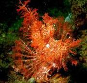 Scorpion Fish Scorpion Fish