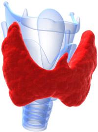 Thyroid Gland Illustration Thyroid Gland Illustration