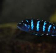 Fish Fish