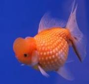 Fish Fish