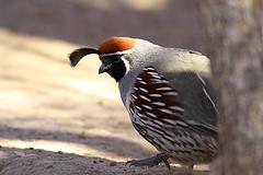Male Quail (Callipepla) Male Quail (Callipepla)