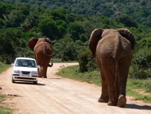 Put Foot Rally Promises African Road Trip Adventure