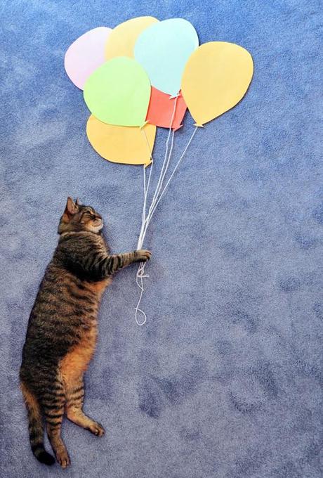 cat photography balloon construction paper