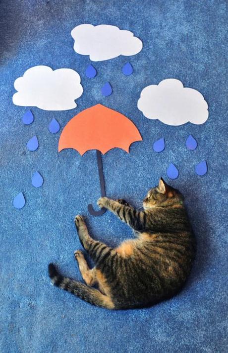 cat photography umbrella construction paper