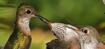 Baby Hummingbird Nest Baby Hummingbird Nest