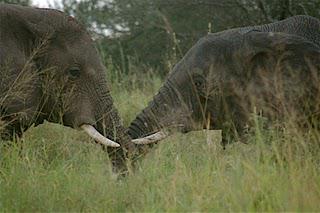 Elephant Ivory Project Update: