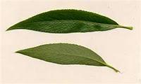 How To Make Flower Remedies and Herbal Tinctures How To Make Flower Remedies and Herbal Tinctures