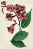 How To Make Flower Remedies and Herbal Tinctures How To Make Flower Remedies and Herbal Tinctures