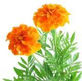 How To Make Flower Remedies and Herbal Tinctures How To Make Flower Remedies and Herbal Tinctures