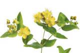 How To Make Flower Remedies and Herbal Tinctures How To Make Flower Remedies and Herbal Tinctures