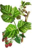 How To Make Flower Remedies and Herbal Tinctures How To Make Flower Remedies and Herbal Tinctures