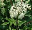 How To Make Flower Remedies and Herbal Tinctures How To Make Flower Remedies and Herbal Tinctures