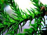 How To Make Flower Remedies and Herbal Tinctures How To Make Flower Remedies and Herbal Tinctures
