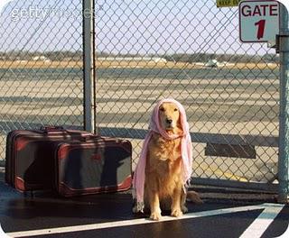 Bringing Your Pet Abroad?