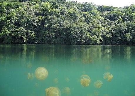 Jellyfish Lake - Daily Migration Of Millions