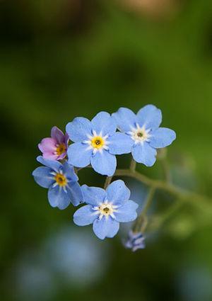 Forget-me-not flowers. Forget-me-not flowers.