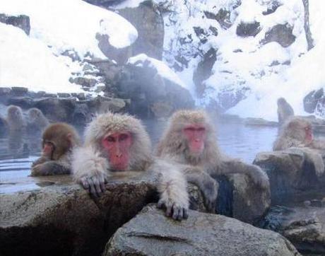 Japanese Macaques (Macaca fuscata), Jigokudani Hot Spring