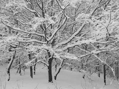 Winter / snow photography greeting cards