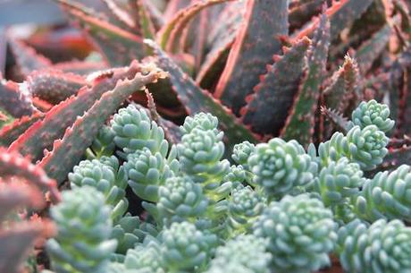 Some cools shots of the succulents we saw at Baker’s Acres...