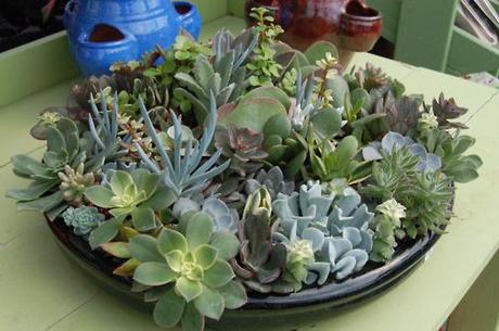 Some cools shots of the succulents we saw at Baker’s Acres...